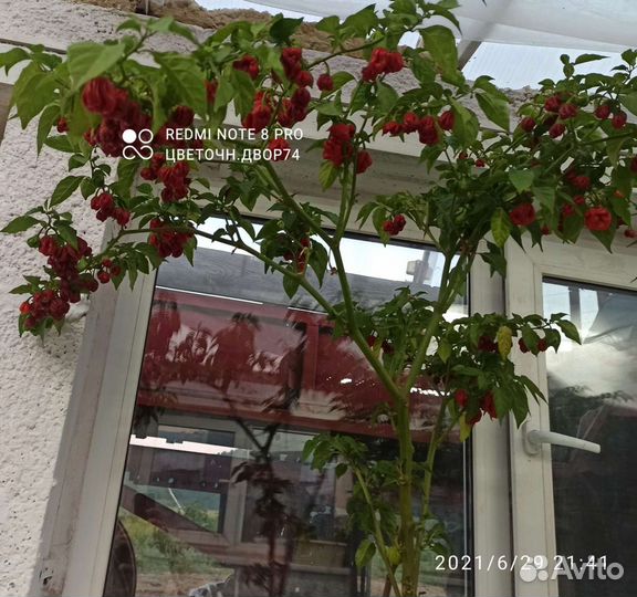 Перец острый сверхострый