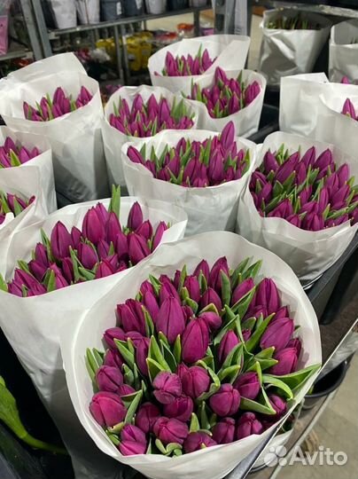 Тюльпаны оптом