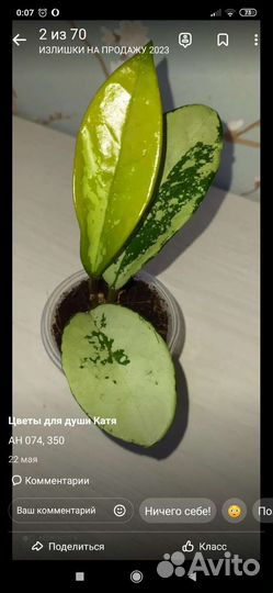 Укорененные черенки хои
