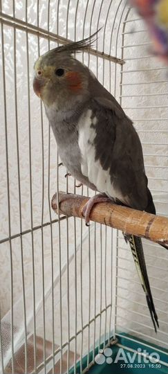 Попугай карелла