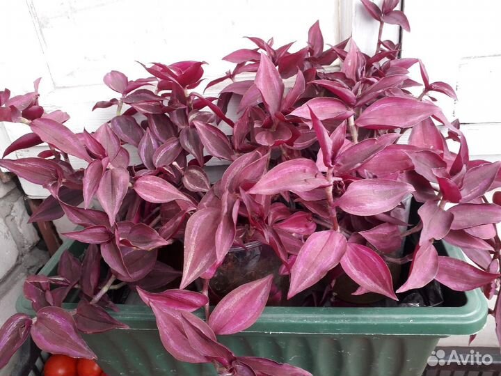 Продаю традесканцию Albiflora Albovitat и Бургунди