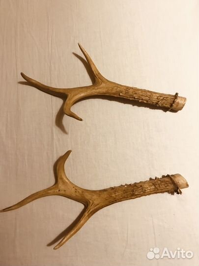 Рожки косули