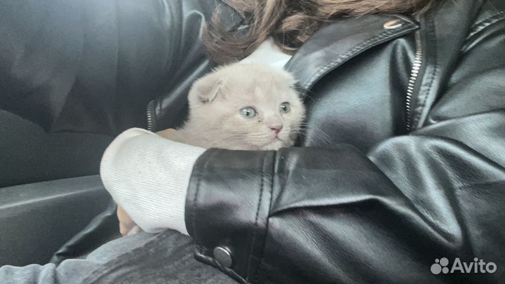 Шотландский котик