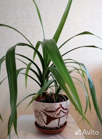 Винтовая пальма Панданус (Pandanus)