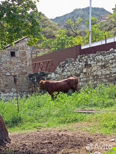 Корова бык бычок телята