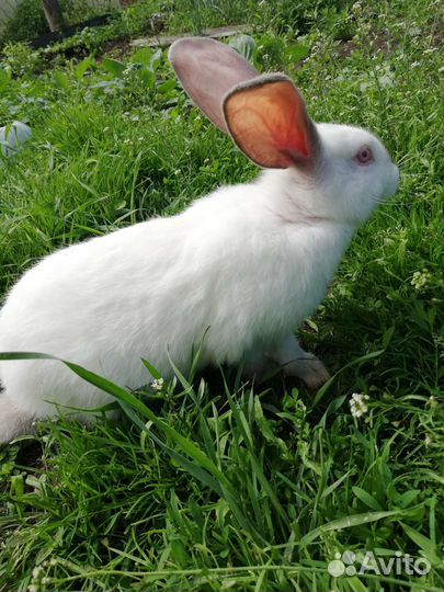 Кролики мясных пород