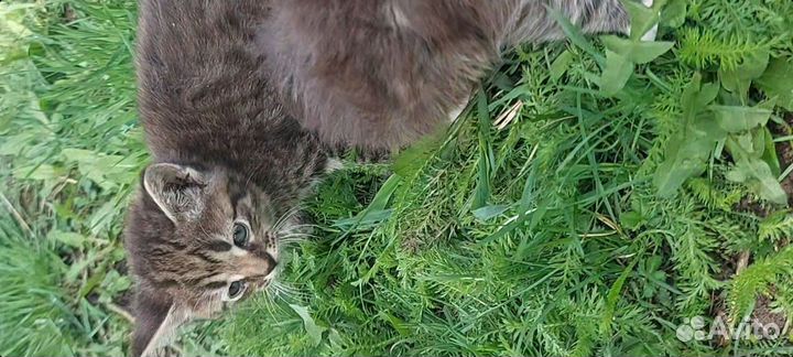 Пушистые котята