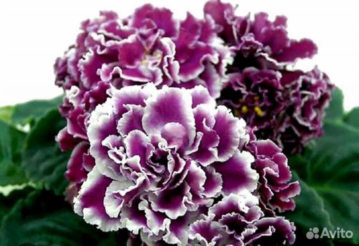 Укорененные черенки фиалок, некоторые с детками