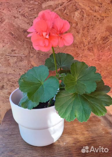 Пеларгония герань сортовая