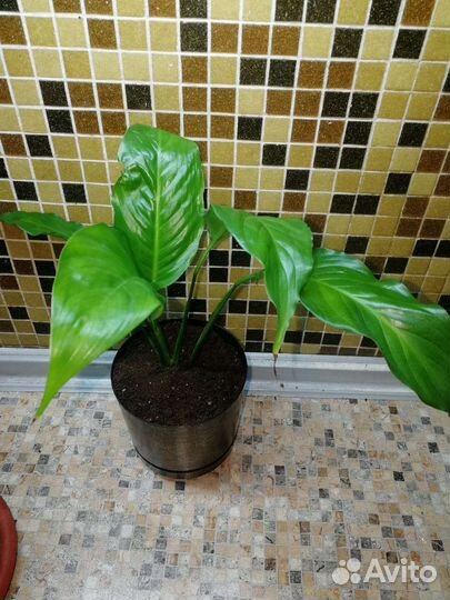 Спатифиллум молодой(женское счастье)