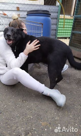 Собака из приюта Дарт грустит в приюте