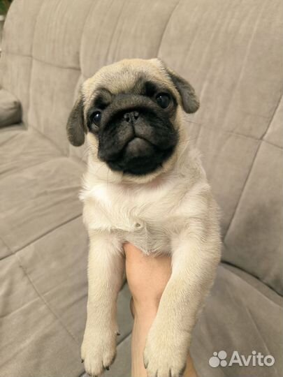 Щенки мопса