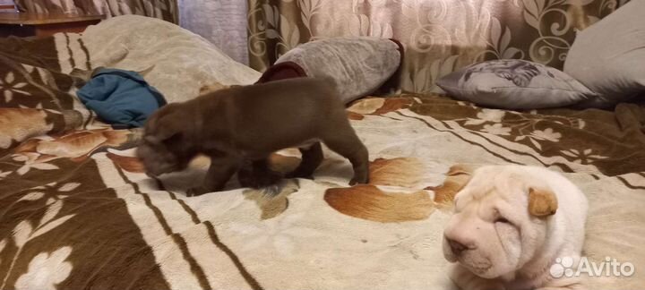 Собаки щенки шарпей