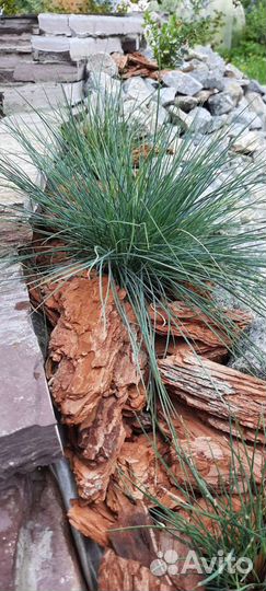 Фалярис тростниковый, Виноград декоративный, Овсян