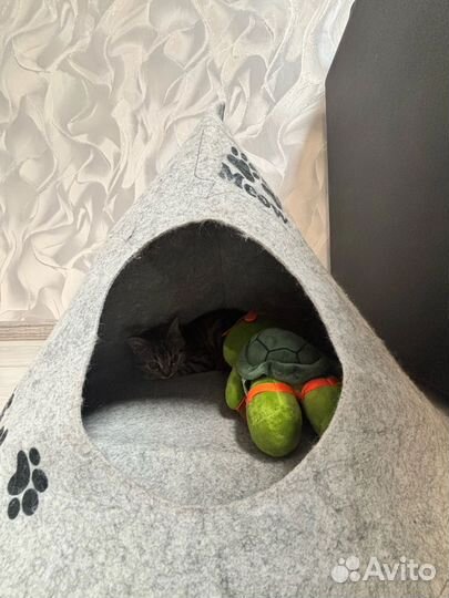 Кошечка в добрые руки