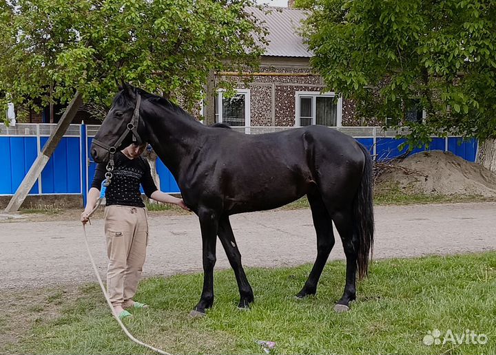 Жеребец2 года
