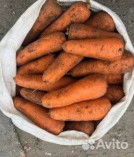 Оптом морковь