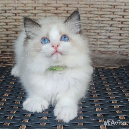 Эксклюзив, рэгдолл в разведение