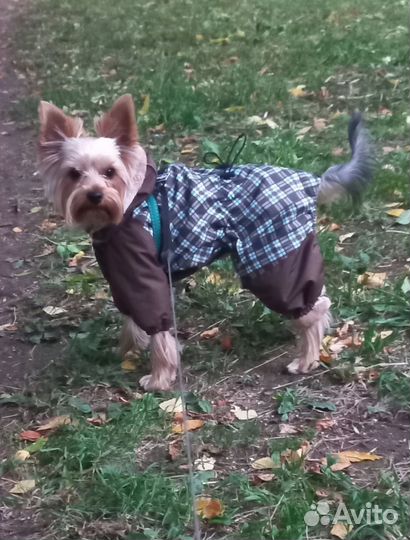 Комбинезон для маленькой собаки (кобель)
