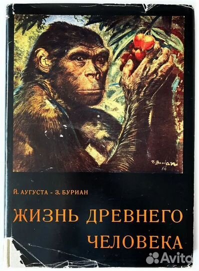 Аугуста; Буриан. Жизнь древнего человека