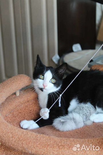 Котенок Костик в добрые руки