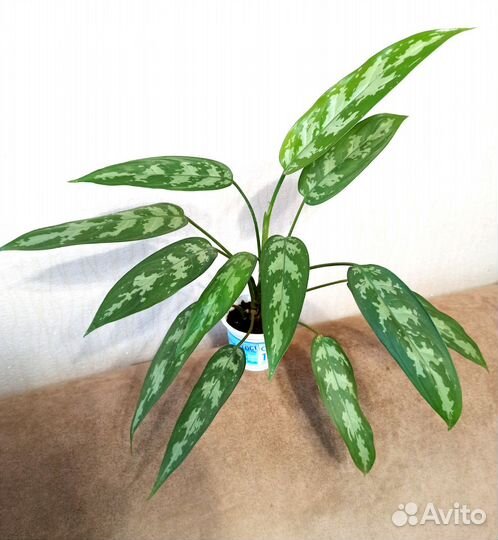 Аглаонема, комнатные цветы