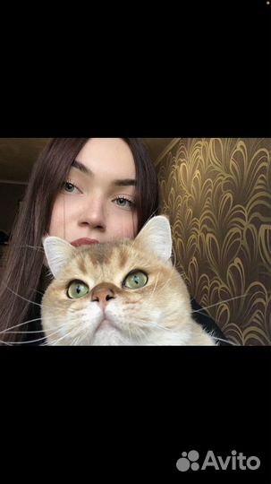 Шотландский кот вязка