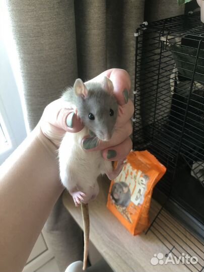 Крыса дамбо с клеткой