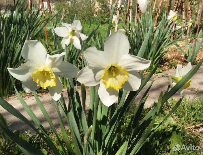 Луковицы нарциссов