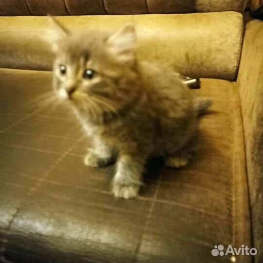 Очаровашка Шуша