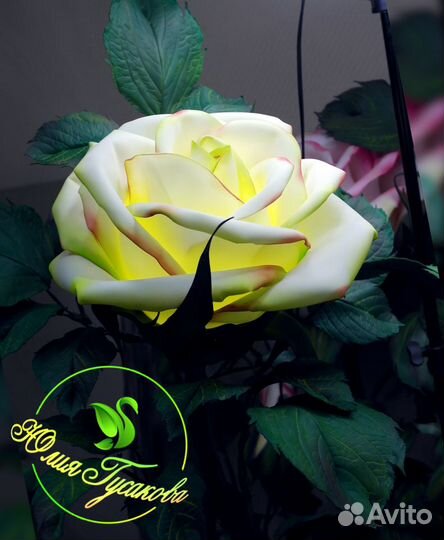 Роза настольная ручной работы 