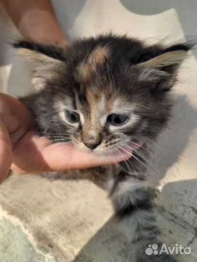 Сибирский котёнок девочка 1 мес