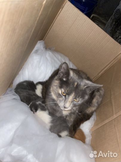 Кошка с котятами