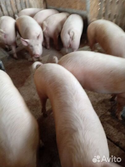 Мясо домашней свинины