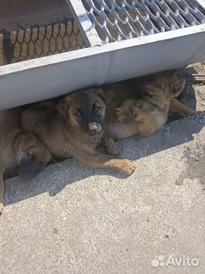 Отдаю щенка