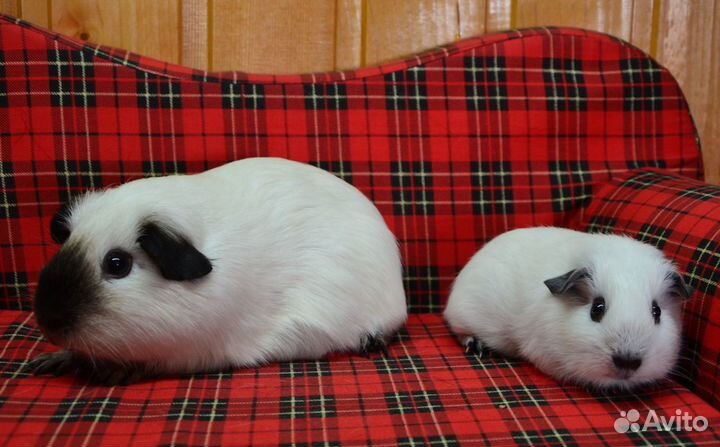 Морские свинки