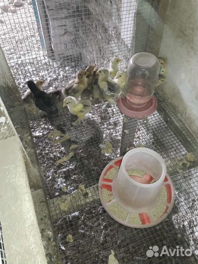 Цыплята Брама