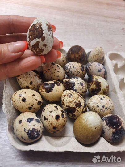 Яйца перепелиные домашние