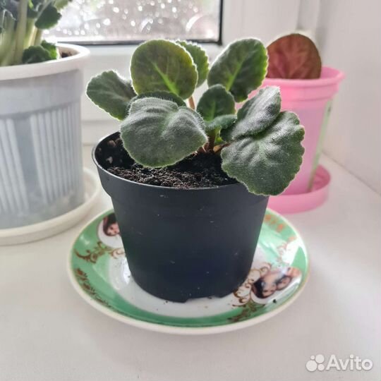 Фиалка фиолетовая комнатная в горшке (росток)