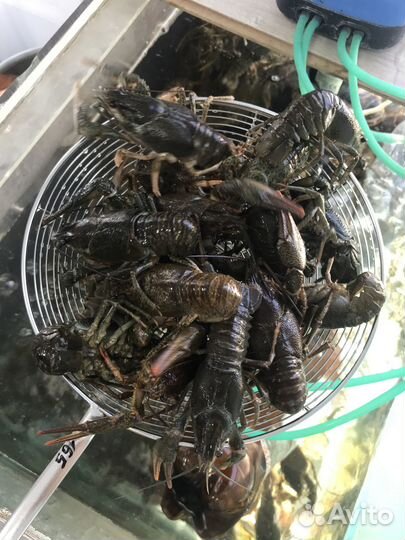 Живые Раки