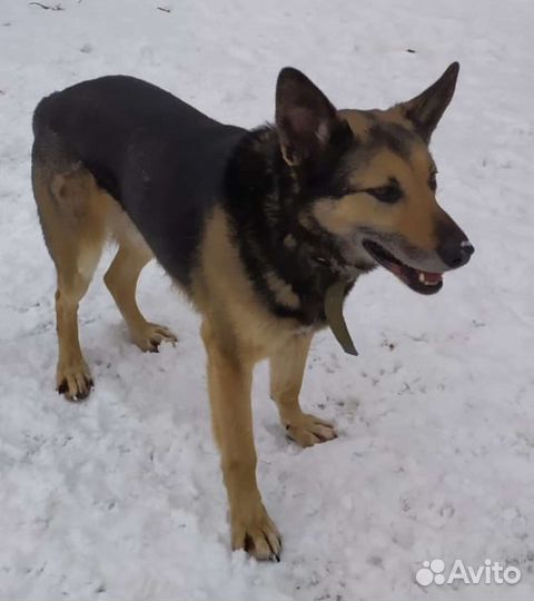 Отдам собаку