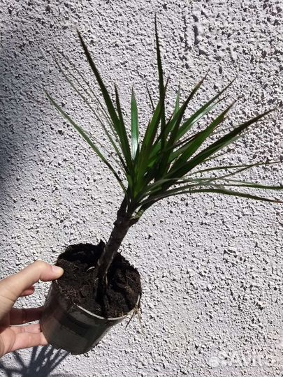 Драцена маргината пальма