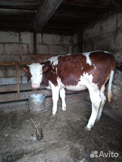 Домашние животные