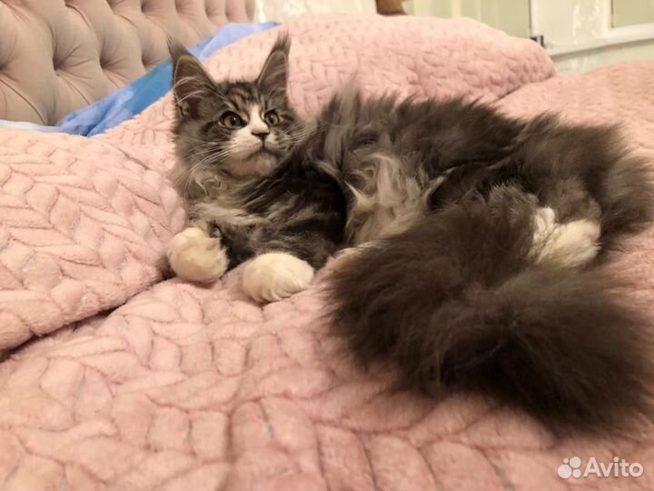 Котята мейн-кун