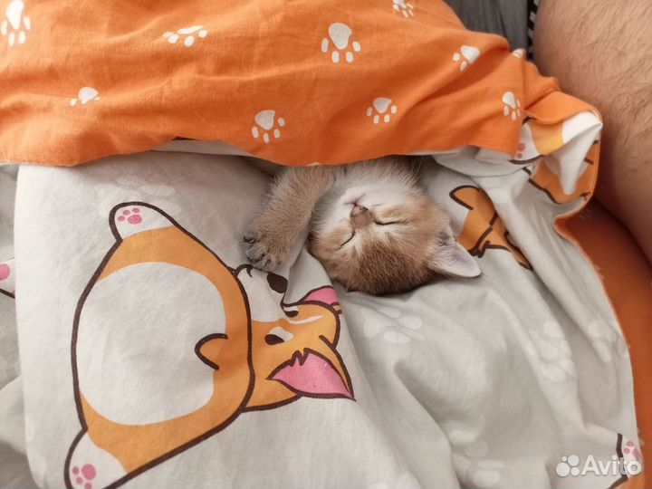 Котенок золотая шиншилла