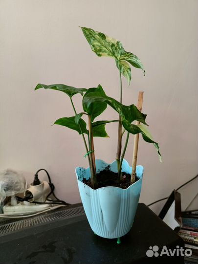 Сингониум imperial вайт