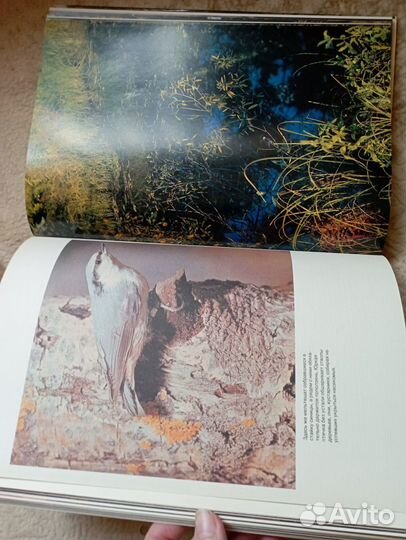 Мещерская сторона С. Приклонский 1981г