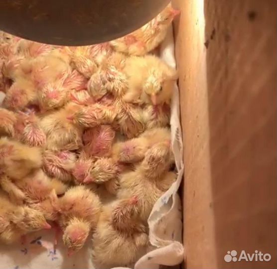 Техасский перепел