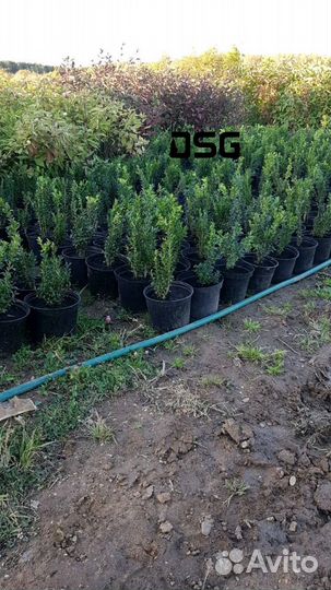 Самшит с3 25-30см