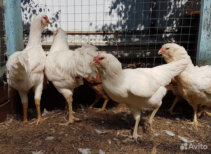 Куры несушки